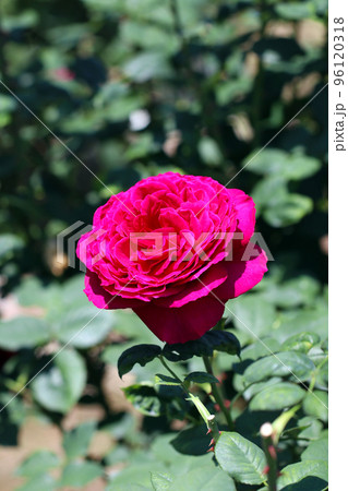 ローズガーデンにて、明るい日差しを浴びる深紅のバラ一輪。 ローズガーデンにて、明るい日差しを浴びる深紅のバラ一輪。 96120318