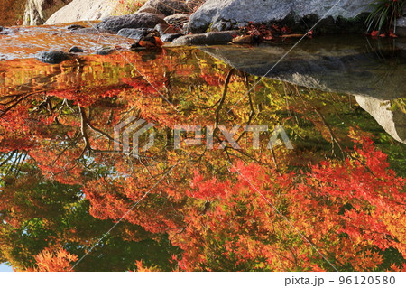 水面に映る鮮やかに紅葉したもみじ 96120580