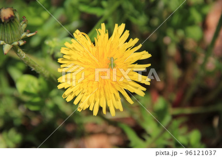 バッタの幼虫が乗っているタンポポの花 バッタの幼虫が乗っているタンポポの花 96121037
