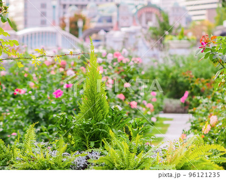 中之島バラ園の風景 中之島バラ園の風景 96121235