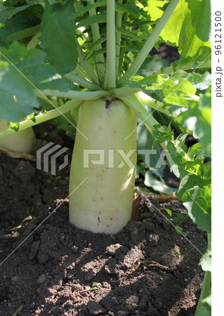 青首大根の栽培 96121500