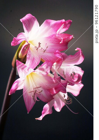 咲いた咲いた、アマリリスの花 96121790