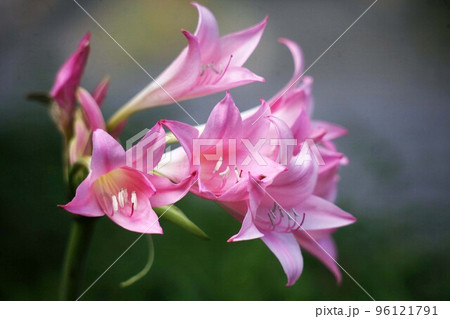 咲いた咲いた、アマリリスの花 96121791