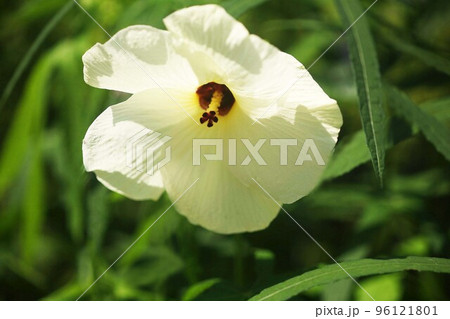 トロロアオイ 薄黄色で大輪の花 トロロアオイ 薄黄色で大輪の花 96121801