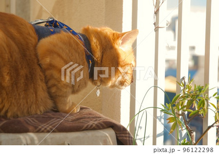 ベランダの柵越しに外を眺める猫 96122298