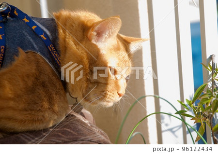 ベランダの柵越しに外を眺める猫 96122434