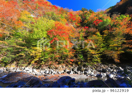 【高知県】最盛期のべふ峡の紅葉 【高知県】最盛期のべふ峡の紅葉 96122919