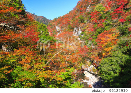 【高知県】最盛期のべふ峡の紅葉 【高知県】最盛期のべふ峡の紅葉 96122930