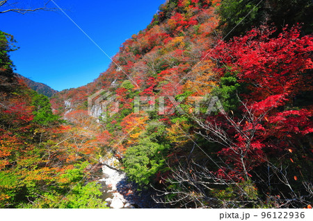 【高知県】最盛期のべふ峡の紅葉 【高知県】最盛期のべふ峡の紅葉 96122936