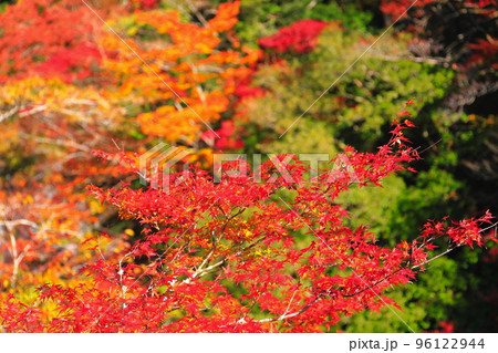 【高知県】最盛期のべふ峡の紅葉 96122944