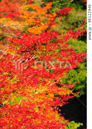 【高知県】最盛期のべふ峡の紅葉 96122946