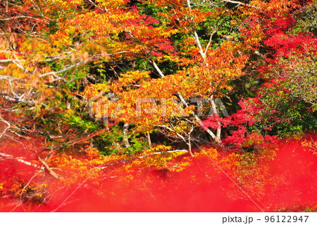 【高知県】最盛期のべふ峡の紅葉 96122947