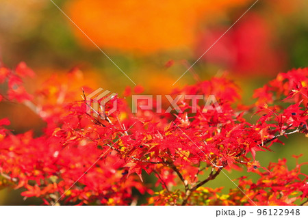 【高知県】最盛期のべふ峡の紅葉 96122948