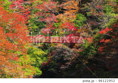 【高知県】最盛期のべふ峡の紅葉と赤い吊り橋 96122952