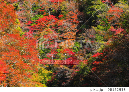 【高知県】最盛期のべふ峡の紅葉と赤い吊り橋 96122953
