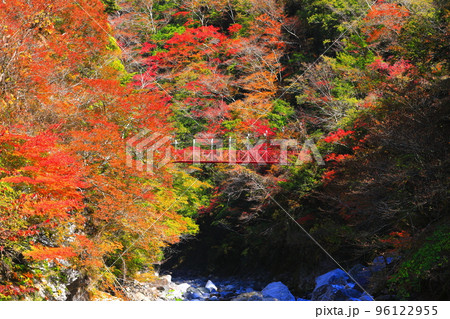 【高知県】最盛期のべふ峡の紅葉と赤い吊り橋 【高知県】最盛期のべふ峡の紅葉と赤い吊り橋 96122955