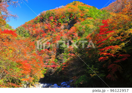 【高知県】最盛期のべふ峡の紅葉と赤い吊り橋 【高知県】最盛期のべふ峡の紅葉と赤い吊り橋 96122957
