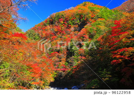 【高知県】最盛期のべふ峡の紅葉と赤い吊り橋 96122958