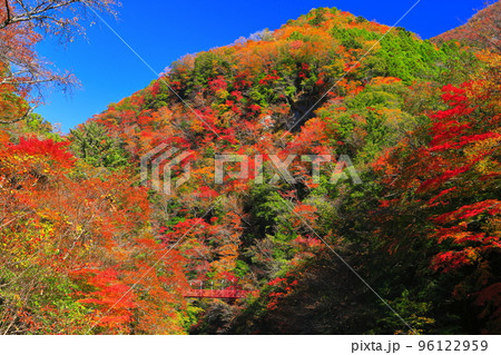 【高知県】最盛期のべふ峡の紅葉と赤い吊り橋 96122959