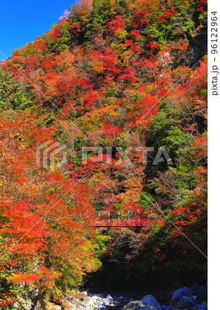 【高知県】最盛期のべふ峡の紅葉と赤い吊り橋 96122964
