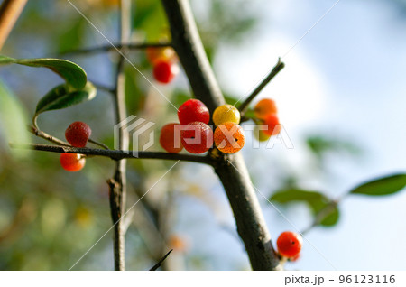 秋茱萸の実 96123116