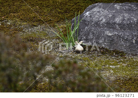 聖護院門跡 庭園(うさぎ) 聖護院門跡 庭園(うさぎ) 96123271