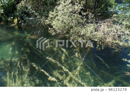 クロアチア プリトヴィツェ湖群国立公園の沈んだ古木 96123279