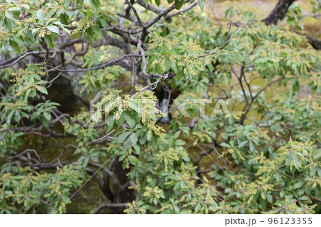 聖護院門跡 庭園 聖護院門跡 庭園 96123355
