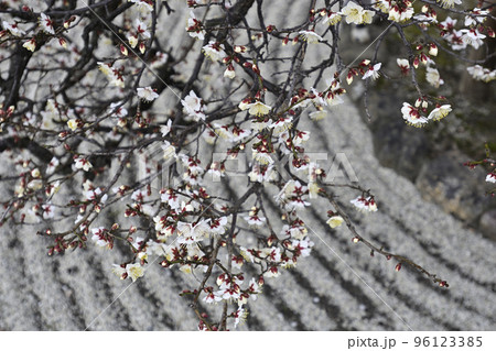 聖護院門跡 白梅 聖護院門跡 白梅 96123385