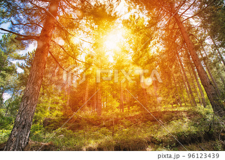 Yellow sunrise in a peaceful green forest 96123439