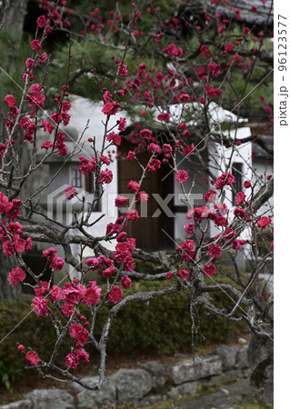 法住寺 竜宮門の八重紅梅 法住寺 竜宮門の八重紅梅 96123577