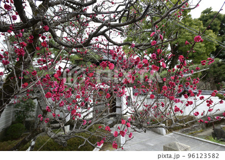 法住寺 竜宮門の八重紅梅 法住寺 竜宮門の八重紅梅 96123582