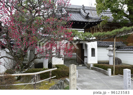 法住寺　竜宮門の八重紅梅 96123583