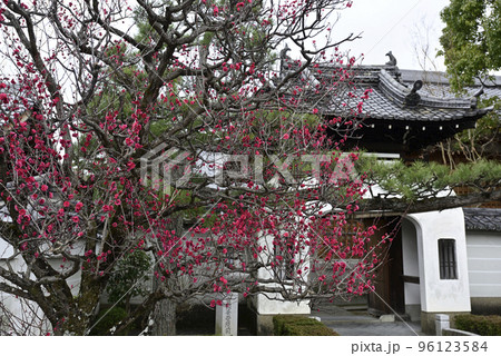 法住寺　竜宮門の八重紅梅 96123584