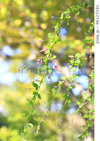 風にゆれる萩の花 風にゆれる萩の花 96123591