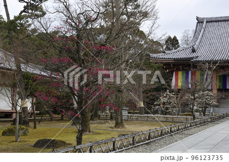 智積院 紅梅白梅 智積院 紅梅白梅 96123735