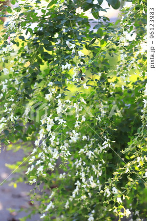満開の白花萩(シロバナハギ)の花 満開の白花萩(シロバナハギ)の花 96123983