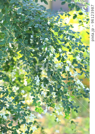 満開の白花萩(シロバナハギ)の花 満開の白花萩(シロバナハギ)の花 96123987