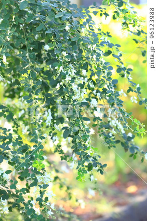 満開の白花萩(シロバナハギ)の花 満開の白花萩(シロバナハギ)の花 96123988
