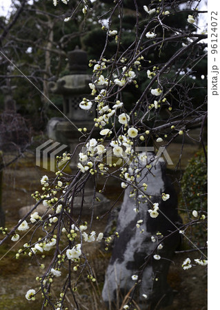 妙法院門跡 庭園の白梅 妙法院門跡 庭園の白梅 96124072