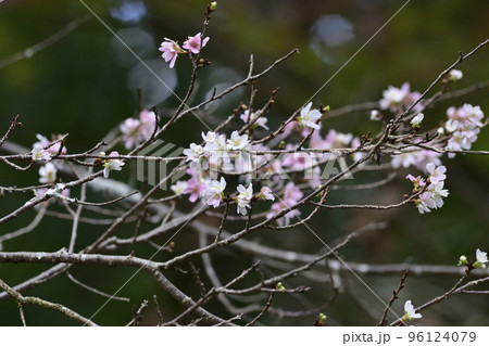 赤山禅院 寒桜と紅葉 赤山禅院 寒桜と紅葉 96124079