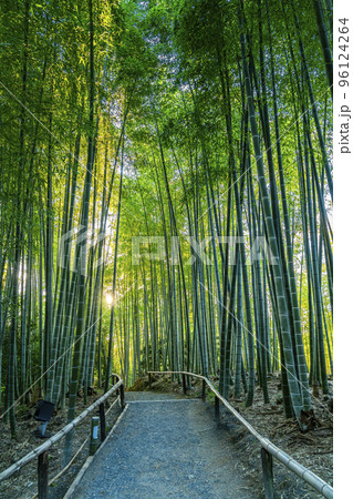 【京都府】綺麗に生い茂る高台寺の竹林の道 96124264