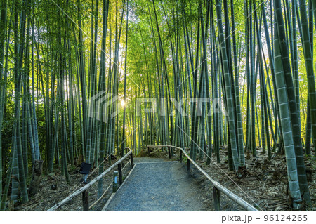 【京都府】綺麗に生い茂る高台寺の竹林の道 96124265