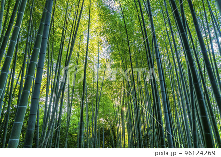 【京都府】綺麗に生い茂る高台寺の竹林の道 96124269