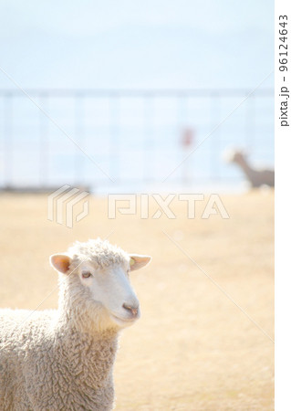 羊さん 羊さん 96124643