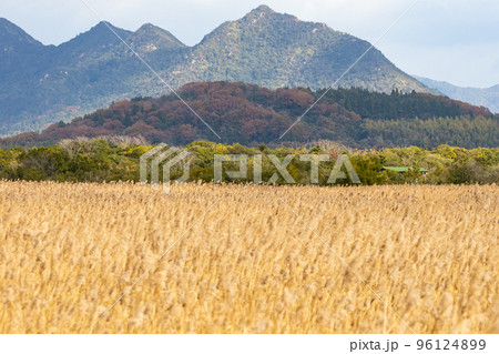 EOSR.山口市内、広がるススキと遠くの山。 96124899