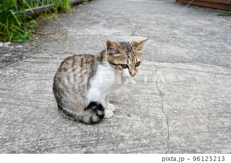 可愛らしい かわいらしい かわい 96125213
