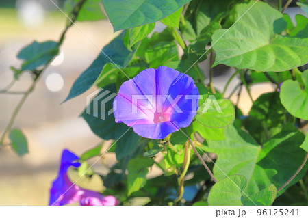 満開の朝顔（アサガオ） 96125241