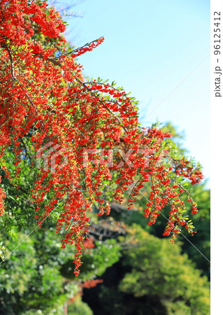 たわわに実ったピラカンサの実 96125412