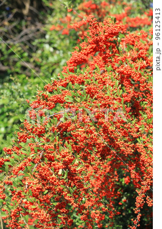 たわわに実ったピラカンサの実 96125413